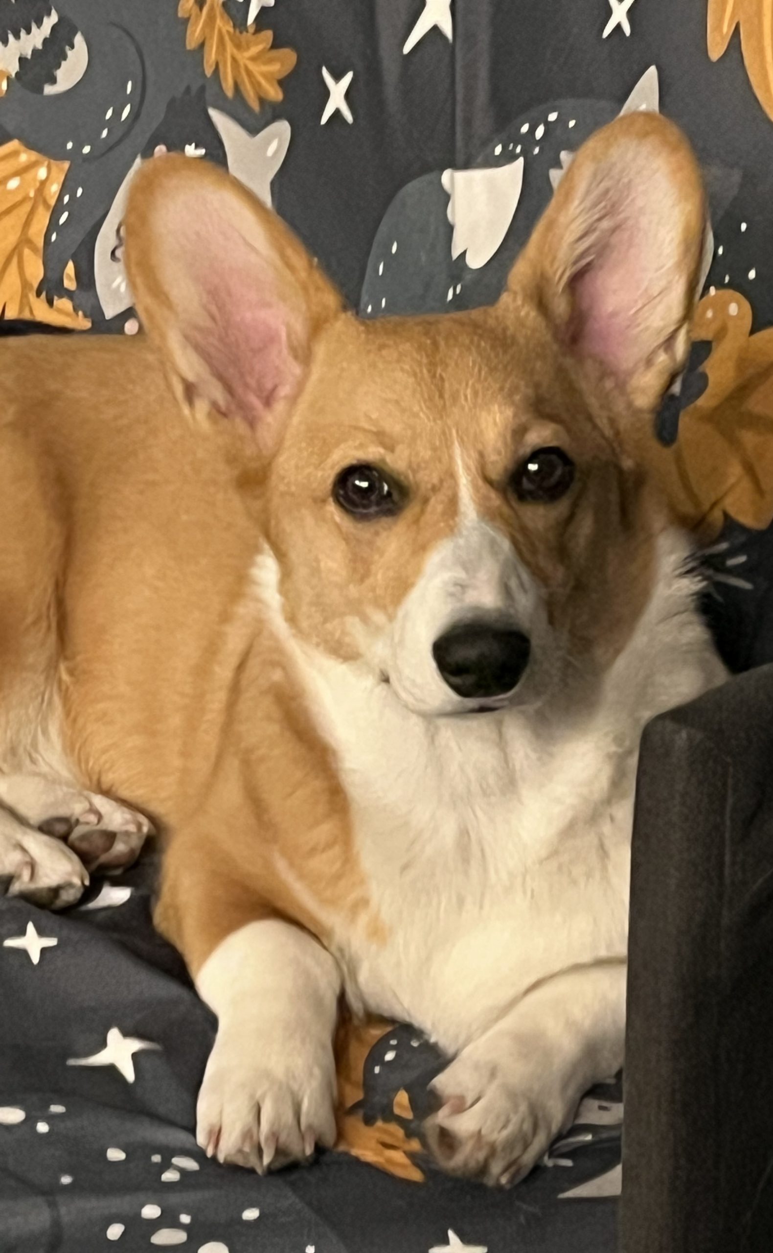Rosie