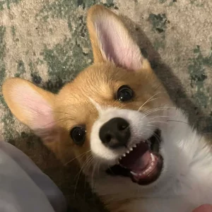 rosie bite