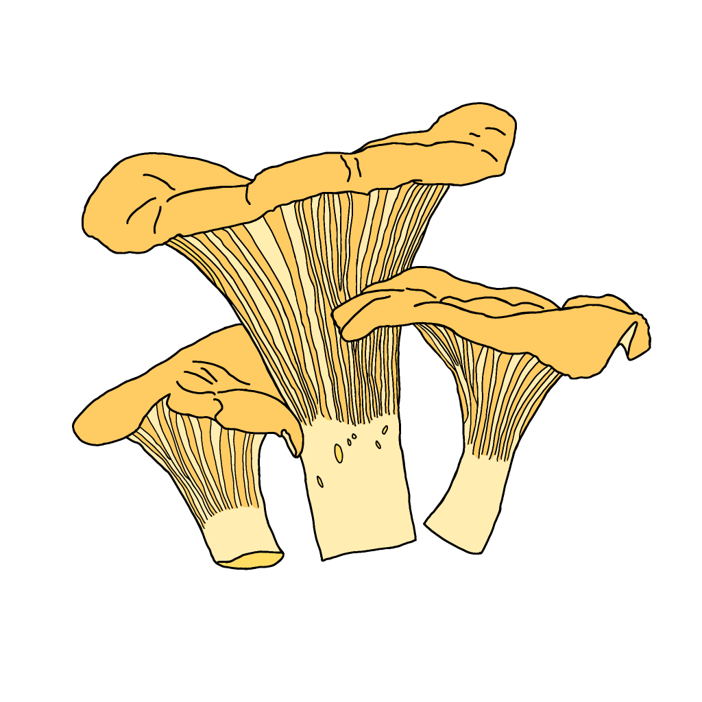 Chanterelles